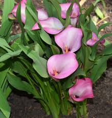 Once the leaves are completely yellow, you can cut them to the shortest. How To Plant And Care For Calla Lilies Dengarden