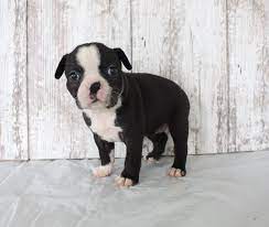 Brenda Akc Female Boston Terrier Puppy For Sale In Shipshewana Indiana Bostonterrier Bostonterrierpup Boston Terrier Boston Terrier Puppy Puppies For Sale
