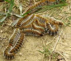 Publié par unknown à 10:26. Thaumetopoea Pityocampa Thaumetopoea Pityocampa C Est La Chenille Qui Redemarre Le Monde Des Insectes
