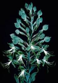 Image result for Bonatea pulchella