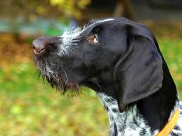 Click here to post the first comment. German Shorthaired Pointer Training Canna Pet