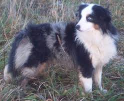 Welcome to the best #aussie lovers community!♥ check out cool aussie designs australianshepherdshirts.com. Hunde Rassehunde Australian Shepherd Tieranzeigen Seite 10