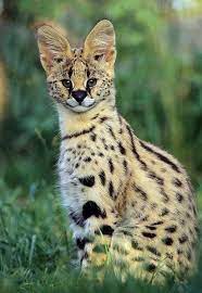 Серва́л, или кустарниковая кошка (лат. Pin On Animals