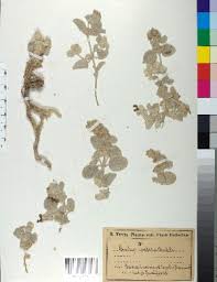 Image result for Stachys aculeolata