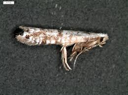 Image result for argyresthia thuiella thuja symptoms