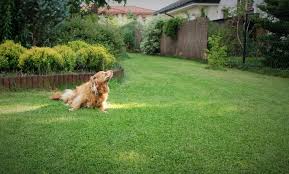 Check spelling or type a new query. 10 Ways To Get Rid Of Dog Waste In Your Garden Manchester Dog Waste Removal Services