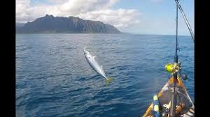 Image result for Sabicea dinklagei