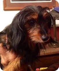 Maybe you would like to learn more about one of these? Chicago Il Dachshund Meet Darling Catie A Pet For Adoption