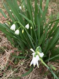 Summer Snowflake Leucojum Aestivum Your Lovely Flowering Bulb Plant With Delicate White Bell Shaped Spring Flowers Are Si Planting Bulbs Plants Mild Winter