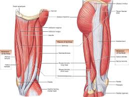 This page is about anatomy muscle groin pain,contains what happened to osteitis pubis? Muscle Anatomy Skeletal Muscles Groin Muscles Calf Muscles