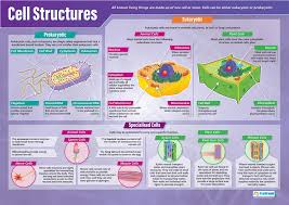 cell structures science posters gloss paper measuring 33 x 23 5 stem charts for the classroom education charts by daydream education