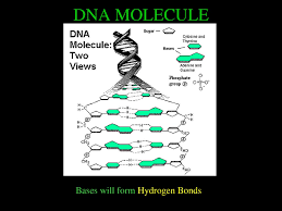 Enzymes split the dna molecule into two strands and then transport corresponding nitrogenous bases to each strand. Dna Ppt Download