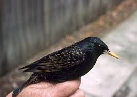 Any of various passerine birds of the family sturnidae, native to the eastern hemisphere and characteristically having a short tail, pointed wings, and. Common Starling The Australian Museum
