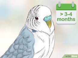 Wann genau sich diese redewendung entwickelte, ist nicht gesichert. Das Alter Eines Wellensittichs Bestimmen Wikihow