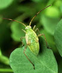 Mosquitoes) in water sources while still. Advantages Disadvantages Of Biological Control Owlcation