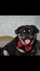 Black And Tan Pug Puppies For Sale Black And Tan Pug Pugs Black And Tan Animals