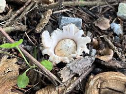 Image result for Geastrum triplex