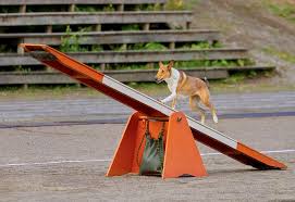 A typical dog agility course has several components. Diy How To Make Your Own Dog Agility Course