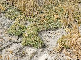 Image result for Aptosimum procumbens