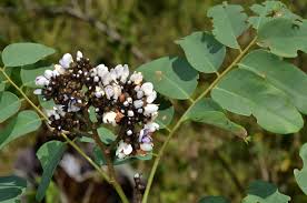 Image result for Dalbergia nitidula