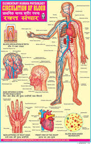 Blood Circulation Charts