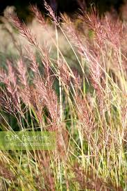 Image result for Bothriochloa bladhii