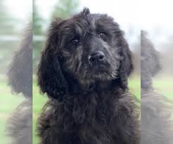 Delivery option available for chicago. View Ad Goldendoodle Litter Of Puppies For Sale Near Illinois Centralia Usa Adn 179530