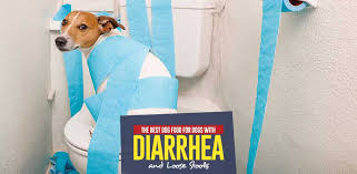 As you're reading this article, we're certain that you're curious what dog food is best for dogs with diarrhea. The Best Dog Food For Dogs With Diarrhea And Loose Stools