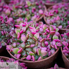 Image result for Anacampseros