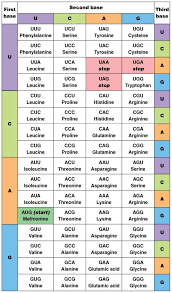 I would like to have this tool working to scale to. Solved Using The Genetic Code Chart Pictured Below List The Amino Acid Sequence Of The Tiny Protein That Would Be Built From The Instructions In T Course Hero