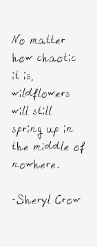Every flower holds the whole mystery in its short cycle, . Inspirational Quotes About Work No Matter How Chaotic It Is Wild Flowers Will Still Spring Up In The Middle Of N Omg Quotes Your Daily Dose Of Motivation