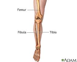 During locomotion, legs function as extensible struts. Leg Skeletal Anatomy Medlineplus Medical Encyclopedia Image
