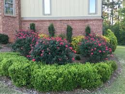 Maybe you would like to learn more about one of these? Knockout Roses Layered With Boxwoods And Sky Pencils Knockout Roses Knockout Roses In Landscaping Outdoor Gardens Landscaping
