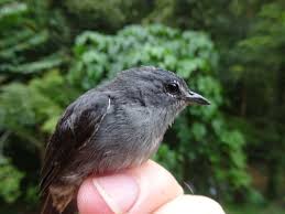Scientists Describe New Bird Species 10 Years After First Reported Sighting Smithsonian Voices National Museum Of Natural Histo Bird Species Species Borneo
