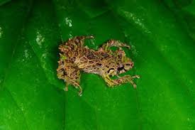 Image result for Pristimantis mutabilis