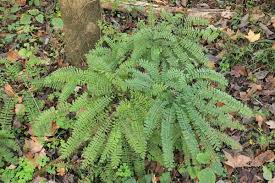 Image result for Adiantum patens