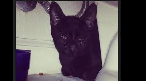 Emaciated and starving cat was in terrible condition with amazing transformation after rescued subscribe: Help Us Help Valor The Eyeless And Emaciated Cat By Tiffany Dean