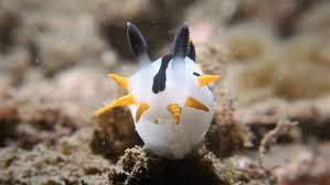 Image result for Pleurostylia capensis