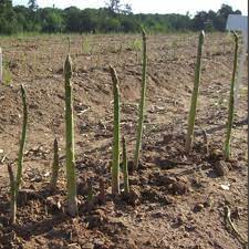 Jersey giant asparagus hybrid 2yr. Buy Asparagus Vittorio Asparagus Vittorio