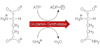 Glutamin supplemente werden benötigt wenn das gespeicherte glutamin im körper zur neige geht und der glutaminspiegel im blut sehr gering nach einem intensiven training ist. Glutamin Wirkung Studien Erfahrungen Einnahme Und Test