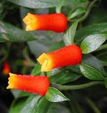 Manettia Bicolor Firecracker Plant Corn Plant Garden Vines Hanging Plants Diy