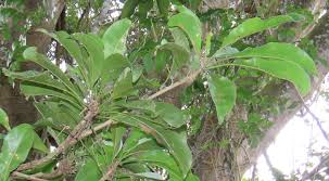 Image result for Inhambanella henriquesii