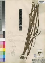 Image result for Eulophia caricifolia