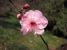 Image result for Prunus × blireana