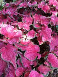 New Caladium Varieties Miss Smarty Plants Plants Caladium Shade Plants