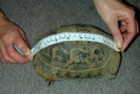 Tortoise Trust Web Safer Hibernation Updated