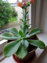 Conveniently shipped to your home. Plant Identification Closed Please Identify This Flowering Succulent 1 By Plantmadman