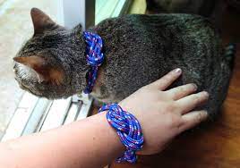 Is it a bad idea to put a collar on a cat? Diy Cat Collars That Are Insanely Adorable