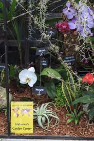 Pin By Mahoney S Garden Center On World Of Orchids Plants Orchids World