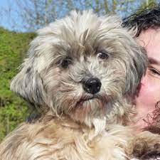 adoption petit chien senior refuge spa de vaux le penil seine et marne chien croise secondechance org chien croise adopter un chien chien